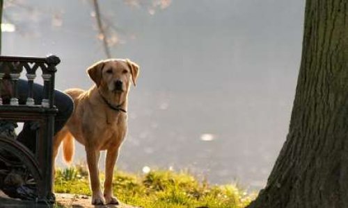 Pour un parc à chiens à Clermont