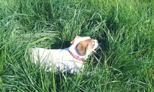 Un parc canin clos à Chalon sur Saône