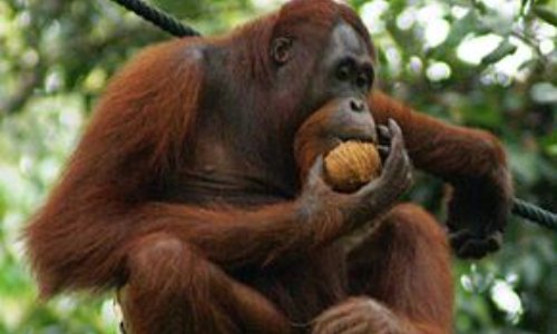 Contre la consommation de l'huile de palme pour les orangs outans