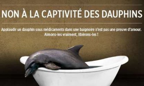NON à l'annulation de l'arrêté interdisant la reproduction des dauphins en captivité !