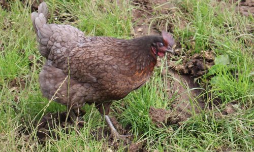Non aux 40 000 poules pondeuses à Coeuvres-et-Valsery (02)