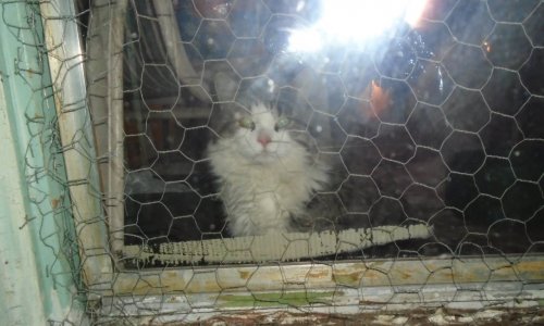 Monsieur le Maire, aidez vos citoyens à améliorer le sort des chats de Mercier-Hochelaga Maisonneuve