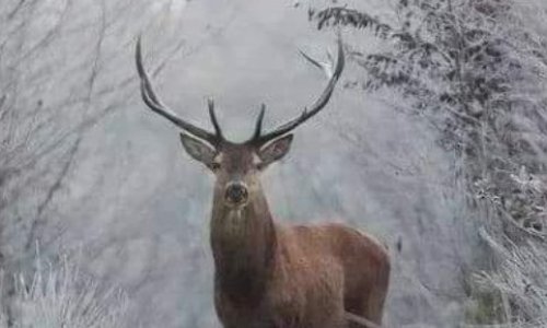 STOP à la chasse à Courre !