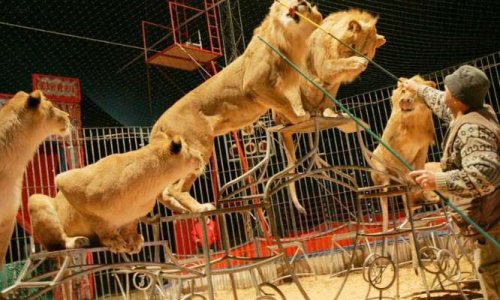 Le Mans dit OUI aux Cirques Sans Animaux