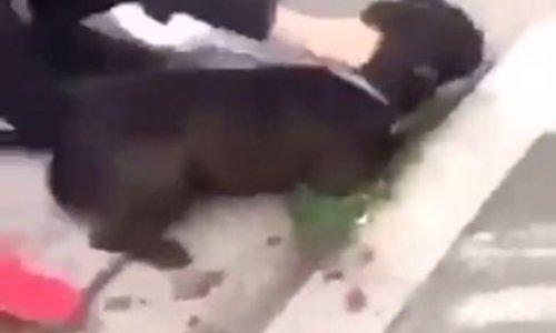 Luttons contre l’injustice entre les animaux et l’Homme