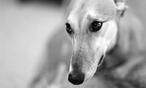Votre Sainteté intervenez pour que cesse le martyre des Galgos chaque année en Espagne