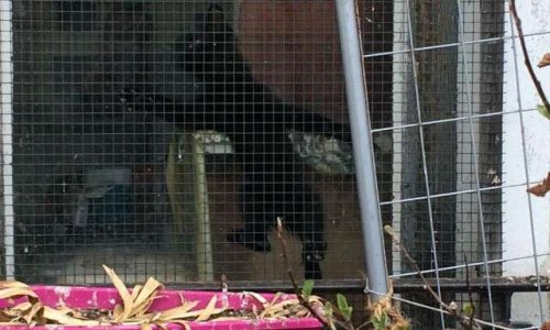 On protège les animaux et alors ???