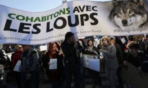 Pour la cohabitation avec les loups ! #SOSloups