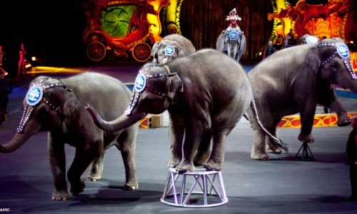 Non aux cirques avec animaux à Beauvais