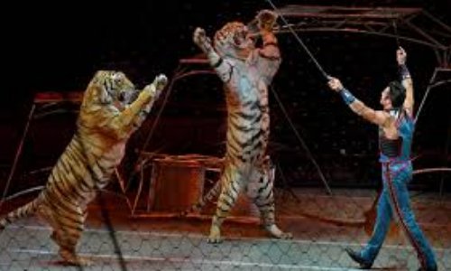 NON aux cirques avec animaux à Roubaix ! #CirquesSansAnimaux