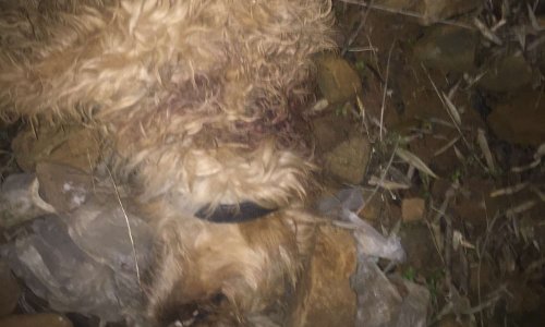 Justice pour le chien Tony