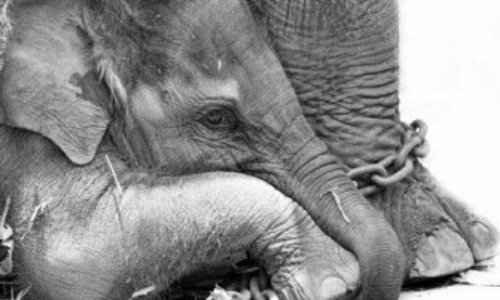 Pas d'accueil à Châteauroux (36) pour les cirques présentant des animaux