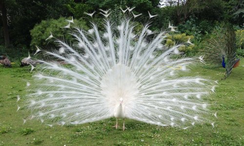 URGENT : Sauvez les paons de l'île de Bercy d'un nouveau Paris-Plage !