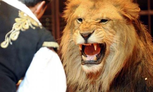 NON aux animaux dans les cirques Carmaux (Tarn)