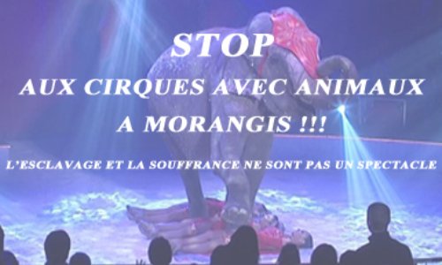 Lettre au Maire de Morangis : stop aux cirques avec animaux #CirquesSansAnimaux