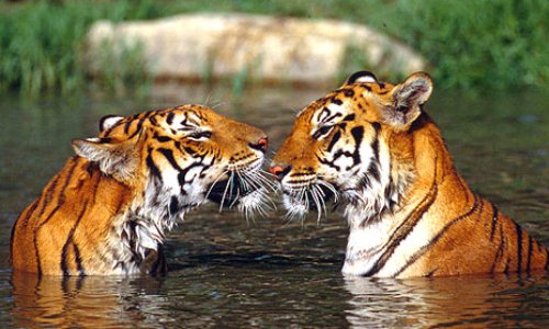 Cirques SANS animaux à NEUILLY SUR MARNE