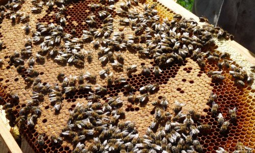 Sauvegardons les abeilles et les apiculteurs en France
