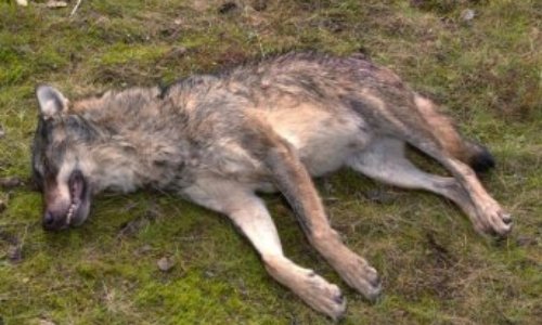 Stop au massacre de loups