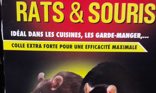 Stop aux pièges à Glu pour souris & rats !