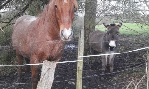 Un toit et du fourrage pour les équidés en hiver