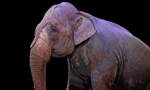 Non aux cirques avec animaux sur la commune d'Arradon