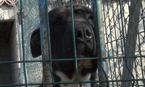 Sauvons les refuges indépendants en danger !