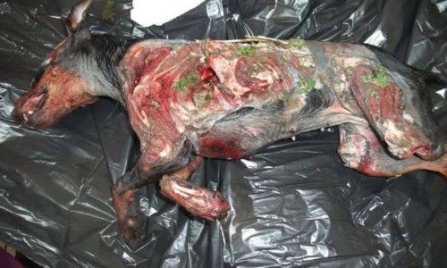 JUSTICE POUR NIKITA, morte assassinée  (traînée sur 25km derrière une voiture)