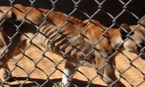 SANCTUAIRE VENEZUELA : des animaux  tués par souci d'économie - STOPPEZ CE MASSACRE : AIDEZ LES ANIMAUX !