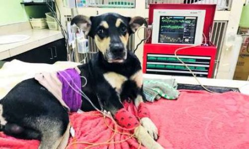 Justicia para Brauny