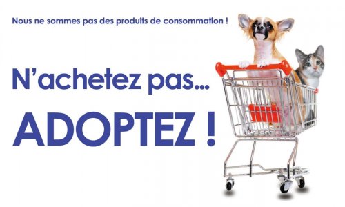 NON au salon du chiot