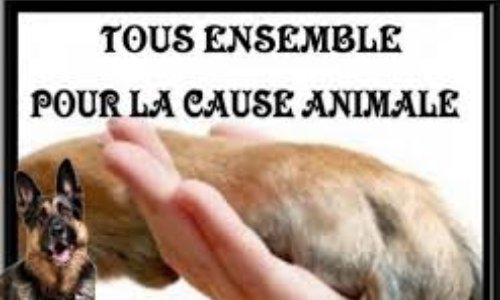 Faisons évoluer la Cause Animale !