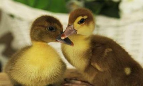 Stop au gavage des volailles