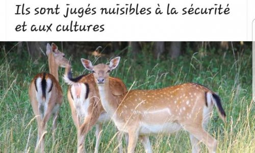 Non à l'abattage des 4 daims