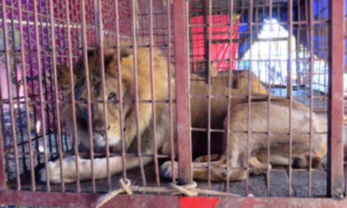 Pour l'interdiction des cirques avec animaux à Château-Thierry.