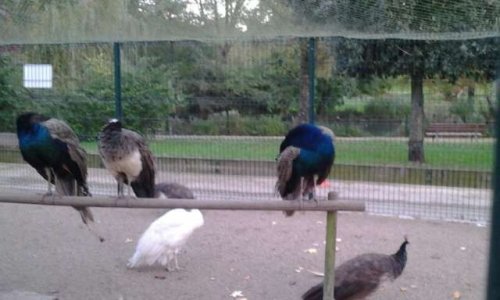 Stop à la maltraitance des animaux du parc Charruyer