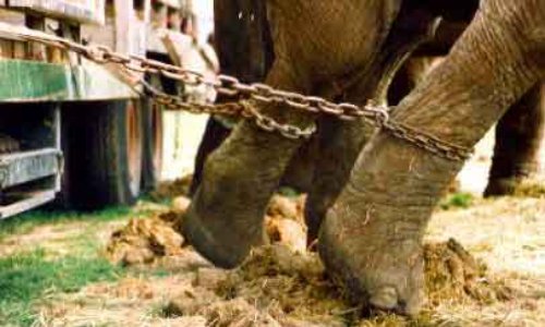 Pour que la ville de Gap interdise la venue des cirques avec animaux sur son territoire