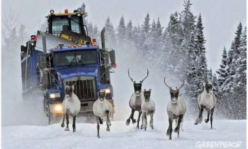 URGENT ! Menacés d'extinction depuis que leur habitat a été décimé par l'exploitation forestière, le gouvernement Couillard les abandonne à une mort certaine.