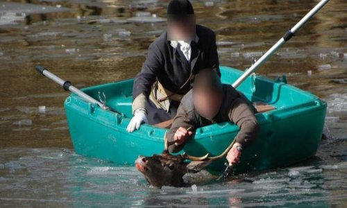 Abolition de la chasse à courre !