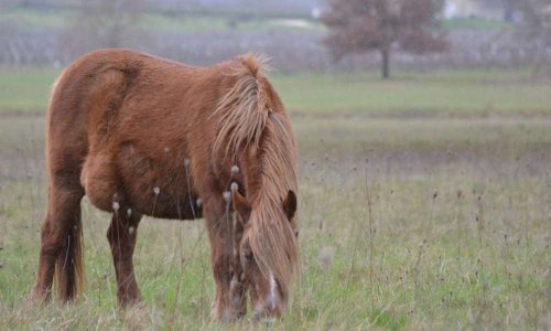 Pour le retrait de la totalité des animaux de Monsieur X
