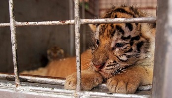 Préservation de la biodiversité, protection des animaux : pas de cirques avec animaux à Paris