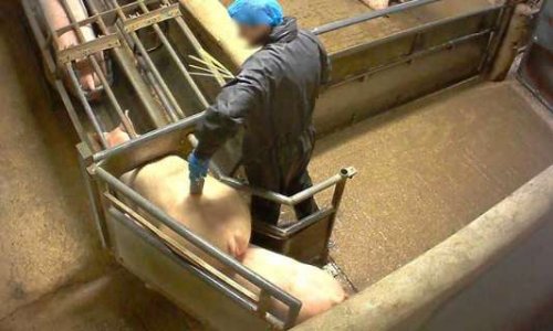 Nous voulons des caméras dans les abattoirs et des personnes indépendantes pour les visionner