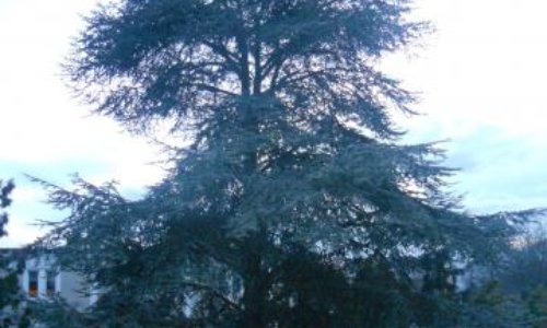 Contre l'abattage inutile d'arbres de plus de 100 ans !