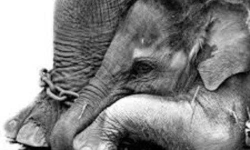 Non aux cirques avec animaux à Cannes