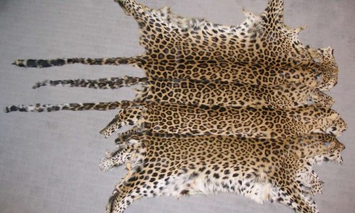 Pour l'arrêt de la fourrure chez le couturier Jean-Paul Gaultier