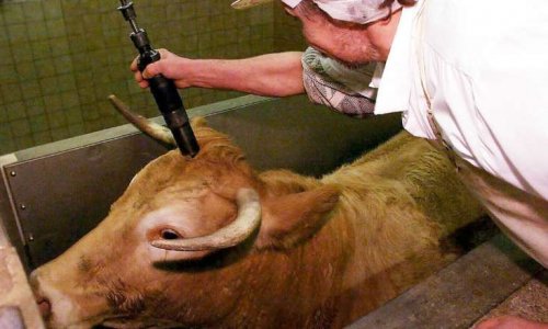 Contre l'abattage rituel des animaux