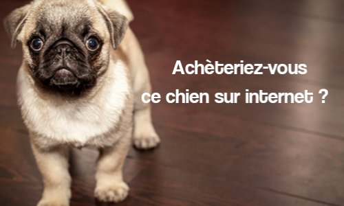 STOP au commerce de chiens et de chats par les particuliers