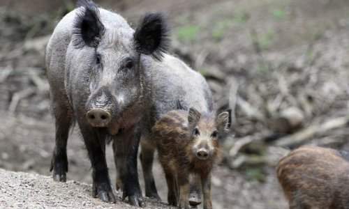 Contre l'ouverture anticipée de la chasse au sanglier le 1er juin dans l'Orne