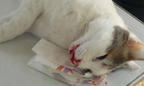 Six-Fours - Stop aux Tirs de Chasse