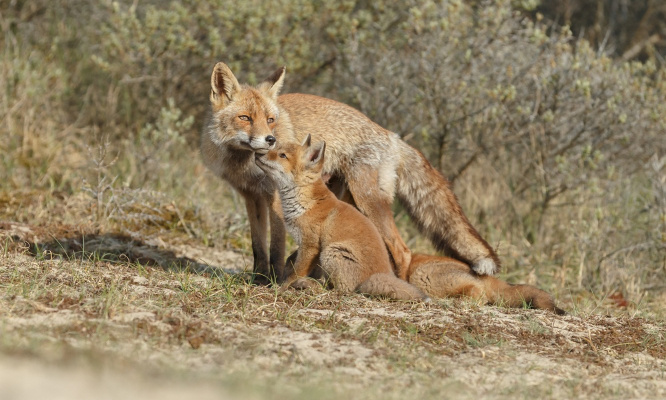 Retirez les renards de la liste des espèces nuisibles !