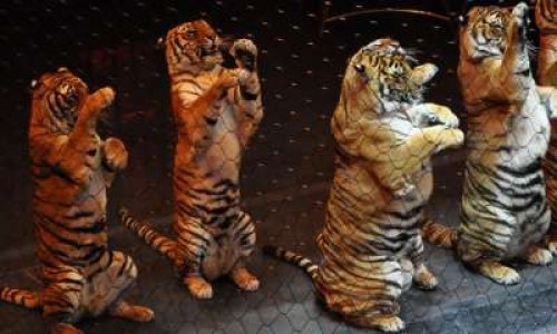 Plus jamais de cirque avec animaux à Seingbouse !